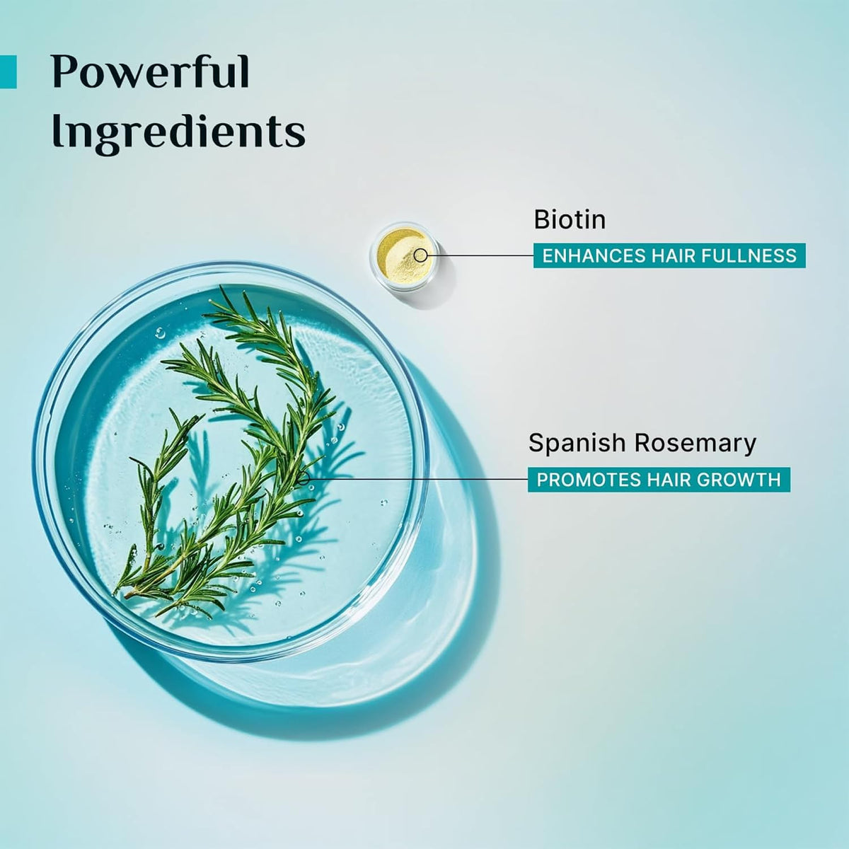 Pilgrim Spanish Rosemary & Biotin Anti Hairfall Conditioner for Reducing Hair Loss & Breakage | Upto 95% stronger hairs | Suitable for all hair types | For Men & Women 200ml